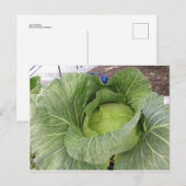 Leafy Cabbage Postkarte (Vorne/Hinten)