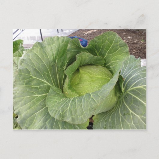 Leafy Cabbage Postkarte (Vorderseite)