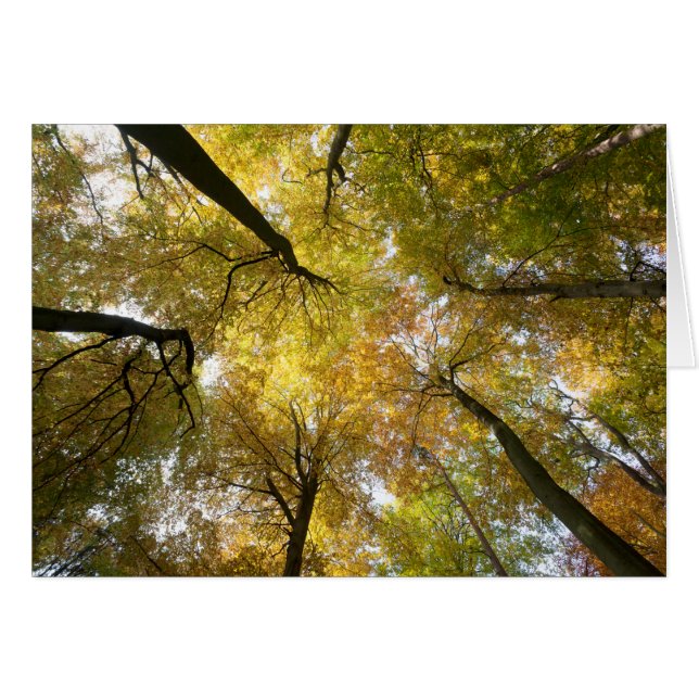 Leafy Canopy (Vorderseite (Horizontal))
