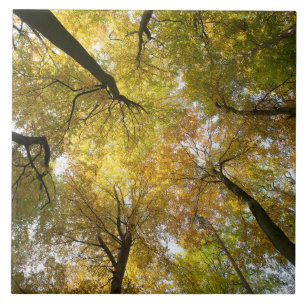 Leafy Canopy Fliese