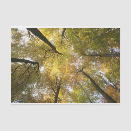 Leafy Canopy Seidenpapier (Vorderseite)