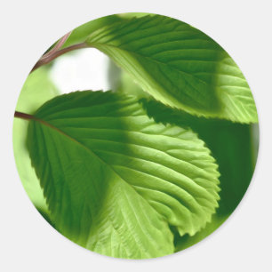 Leafy Green Runder Aufkleber