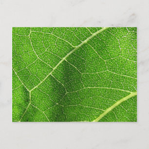 Leafy Labyrinth Postkarte