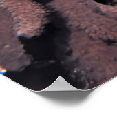 Leafy Scorpionfish Pair Poster (Ecke)