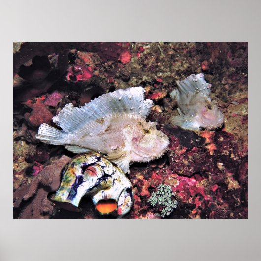 Leafy Scorpionfish Pair Poster (Vorne)