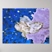 Leafy Scorpionfish Poster (Vorne)