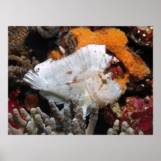Leafy Scorpionfish Poster (Vorne)