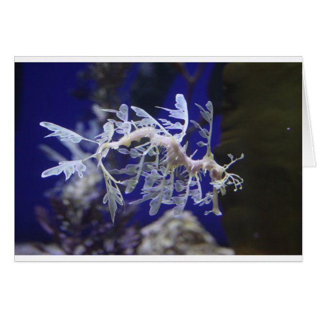 Leafy Sea Dragon (Vorderseite (Horizontal))
