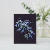 Leafy Sea Dragon Postcard Postkarte (Stehend Vorderseite)