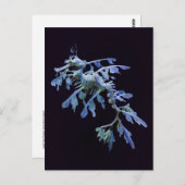 Leafy Sea Dragon Postcard Postkarte (Vorne/Hinten)