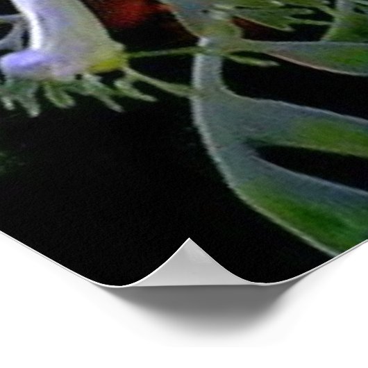 Leafy Sea Dragon Poster (Ecke)