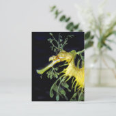 Leafy Sea Dragon Postkarte (Stehend Vorderseite)