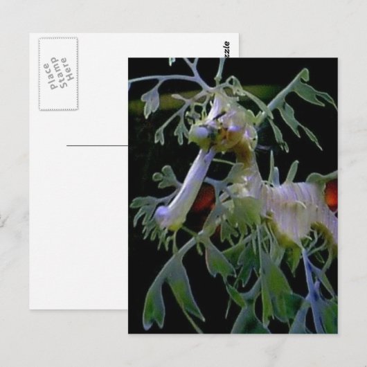 Leafy Sea Dragon Postkarte (Vorne/Hinten)