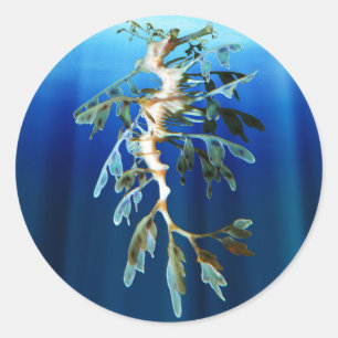 Leafy Sea Dragon Sticker