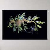 Leafy Sea Dragon & Weedy Seadragon Poster (Vorne)