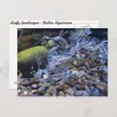 Leafy Seadragon # 2 Postkarte (Vorne/Hinten)