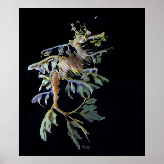 Leafy Seadragon & Mysid Shrimp Poster (Vorne)