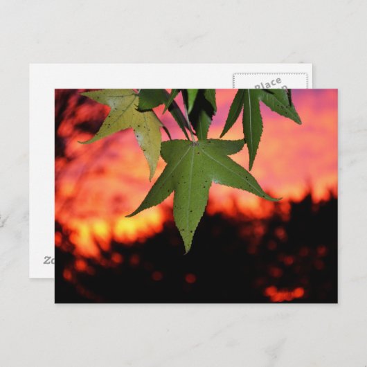 Leafy Sunset Postkarte (Vorne/Hinten)