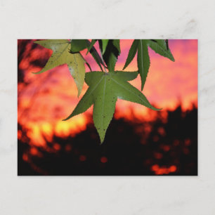 Leafy Sunset Postkarte