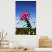 Leaning Cleome Poster (Küche)