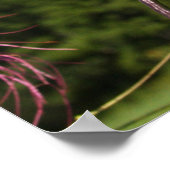 Leaning Cleome Poster (Ecke)