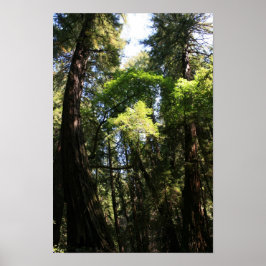 "Leaning Riants", Muir Woods Poster