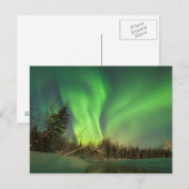 Leaning Spruce Aurora Postkarte (Vorne/Hinten)