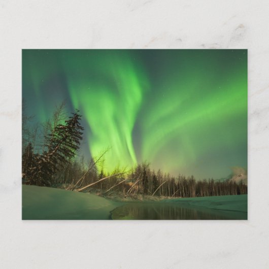 Leaning Spruce Aurora Postkarte (Vorderseite)