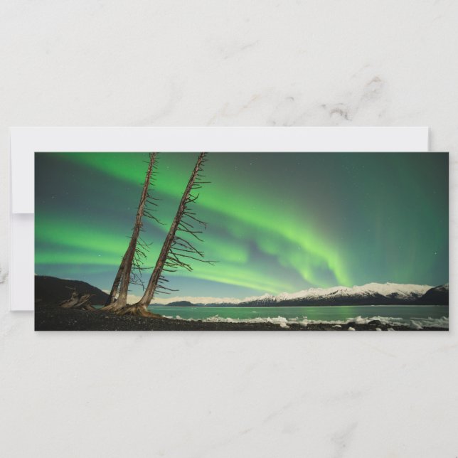 Leaning Tree Aurora (Vorderseite)