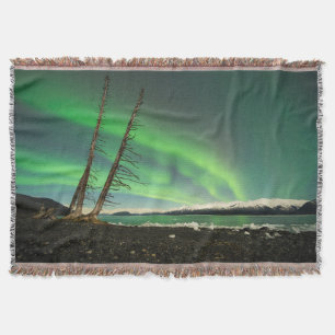 Leaning Tree Aurora Decke