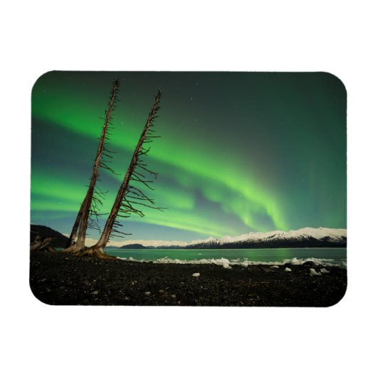 Leaning Tree Aurora Magnet (Horizontal)