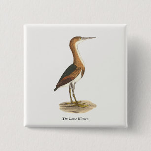 Least Bittern (Ixobrychus exilis) New York Birds Button