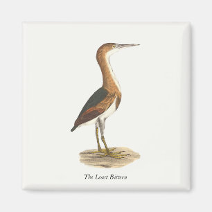 Least Bittern (Ixobrychus exilis) New York Birds Magnet