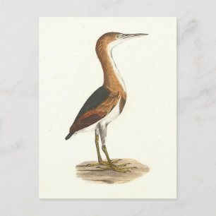 Least Bittern (Ixobrychus exilis) New York Birds Postkarte