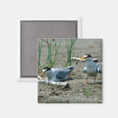 Least Terns Magnet (Vorderseite/Rückseite)