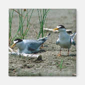 Least Terns Magnet (Vorne)