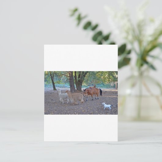 Leben auf der Ranch Postkarte (Stehend Vorderseite)