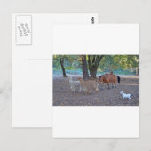Leben auf der Ranch Postkarte (Vorne/Hinten)
