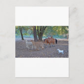 Leben auf der Ranch Postkarte (Vorderseite)