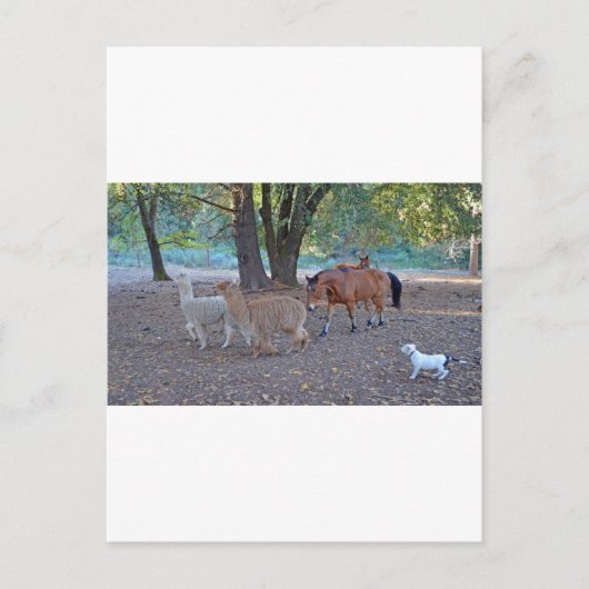 Leben auf der Ranch Postkarte (Vorderseite)