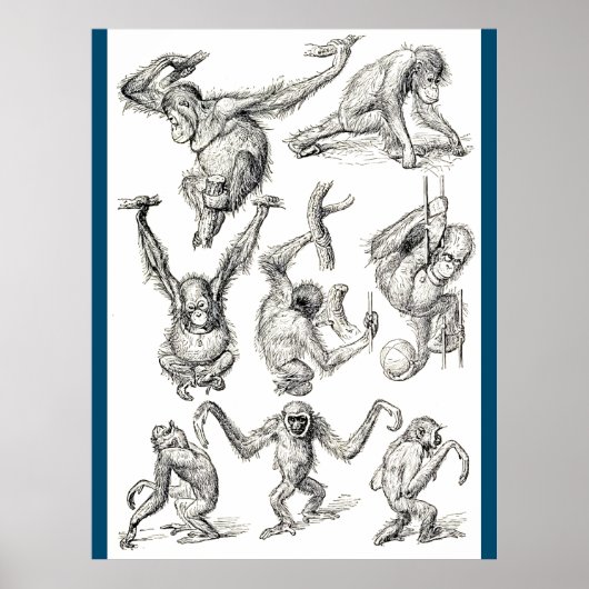 Leben eines jungen Orangutan Poster (Vorne)