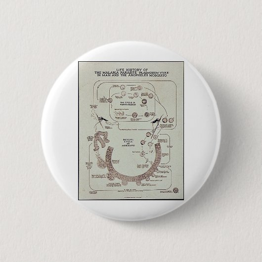 Leben-Geschichte des Malaria-Parasiten Plasmodiume Button (Vorderseite)