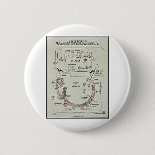Leben-Geschichte des Malaria-Parasiten Plasmodiume Button