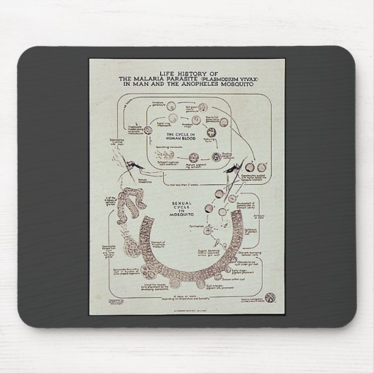 Leben-Geschichte des Malaria-Parasiten Plasmodiume Mousepad (Vorne)