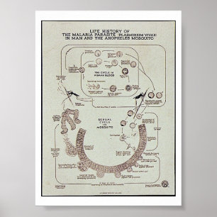 Leben-Geschichte des Malaria-Parasiten Plasmodiume Poster