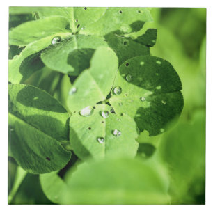 Leben in Cloud Fliese