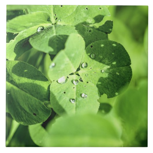 Leben in Cloud Fliese (Vorderseite)