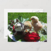 Leben lustige kleine Vögel Postkarte (Vorne/Hinten)