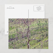 Leben- und Todesbäume im Tal Postkarte (Vorne/Hinten)