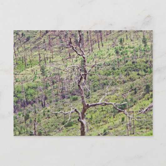 Leben- und Todesbäume im Tal Postkarte (Vorderseite)